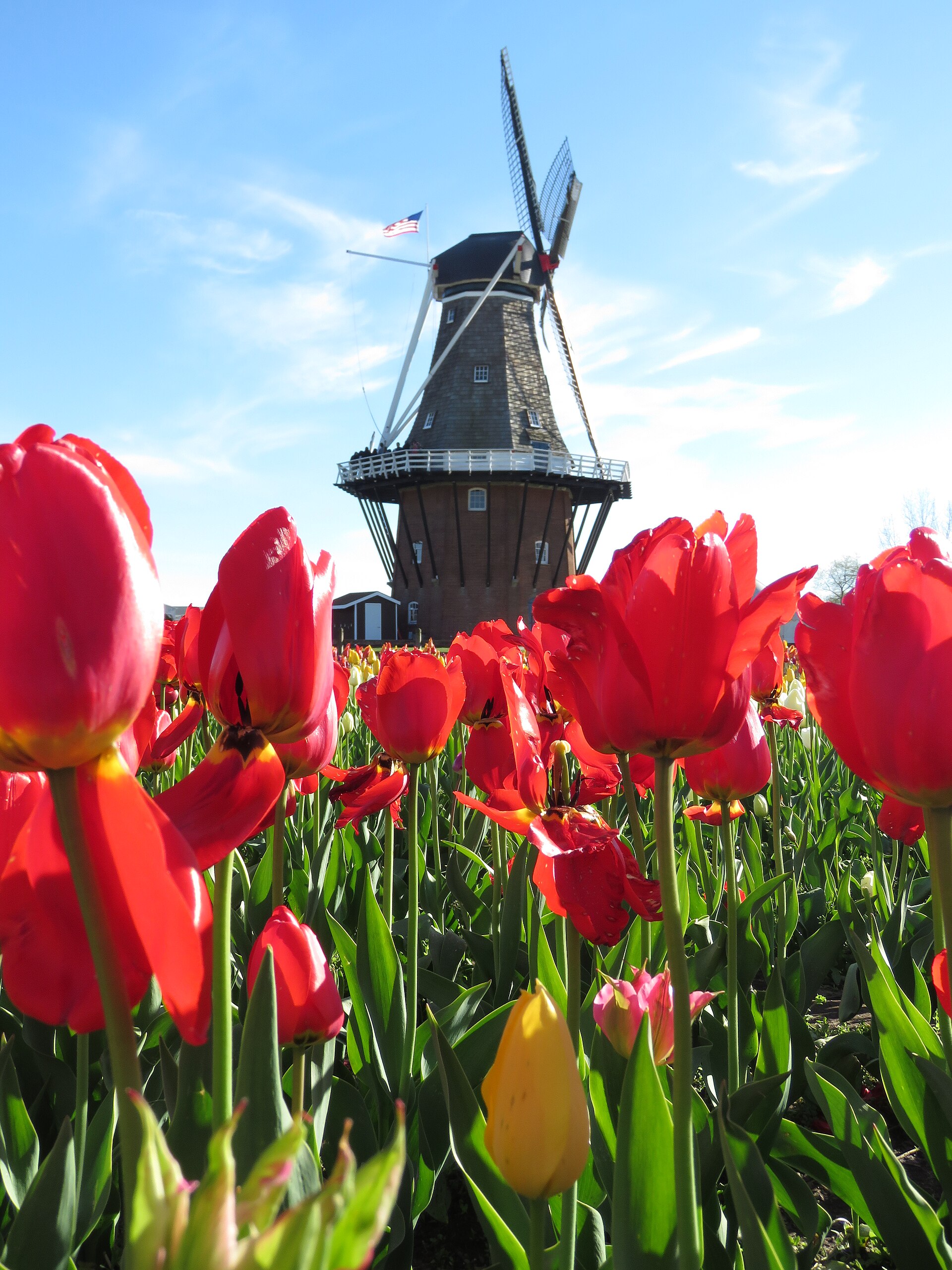 De Zwaan windmill, Holland, Michigan